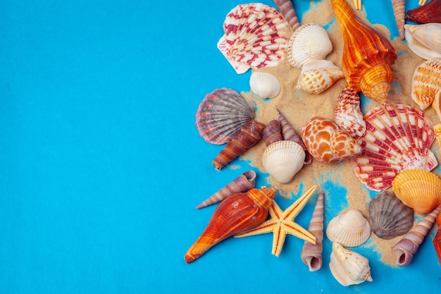  shells of various kinds on a blue 