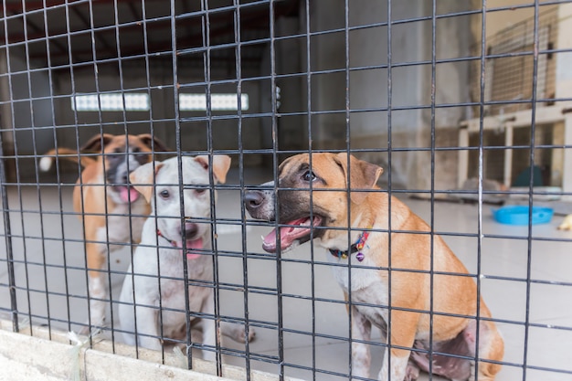 Shelter for homeless dogs, waiting for a new owner