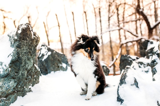 Sheltie puppy dog walks outside in winter, white snow and rocks, sunlight, communication with a pet