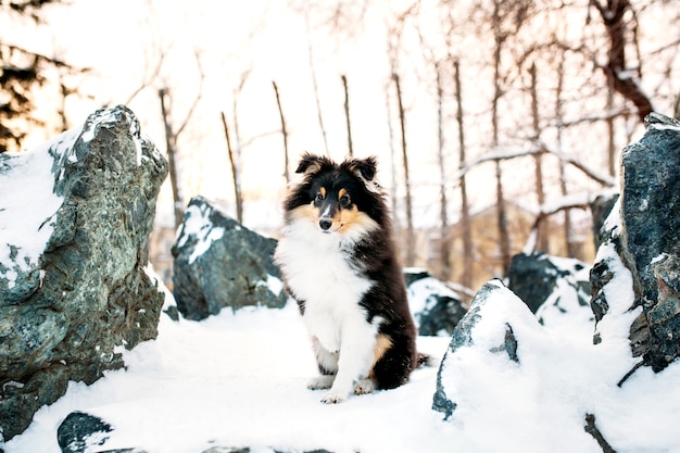 Sheltie puppy dog walks outside in winter, white snow and rocks, sunlight, communication with a pet