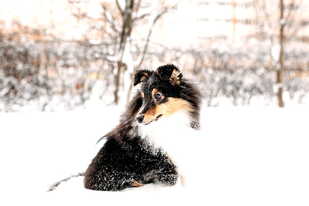 Sheltie puppy dog walks outside in winter, white snow and rocks, sunlight, communication with a pet