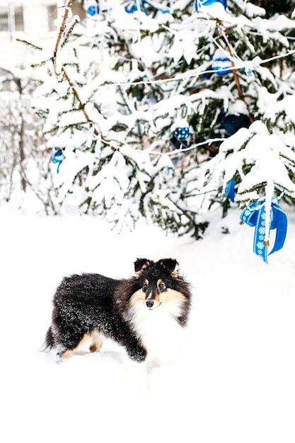 Sheltie puppy dog walks outside in winter, white snow and rocks, sunlight, communication with a pet