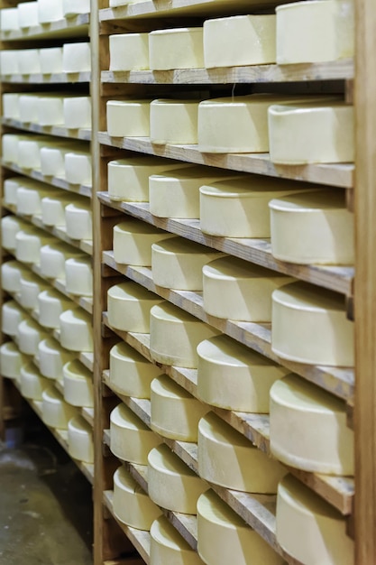 Shelves of young Conte Cheese on wooden shelves at maturing cellar of Franche Comte dairy in France