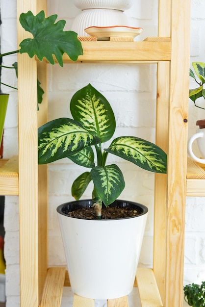 Shelving with a group of indoor plants in the interior in the evening light of the sun and the glare on the wall Houseplant Growing and caring for indoor plant green home