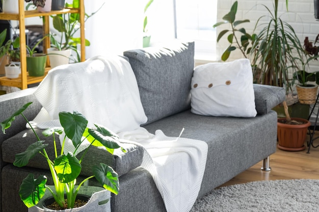 Shelving with a group of indoor plants in the interior room white loft grey sofa cozy plaid carpet Houseplant Growing and caring for indoor plant green home