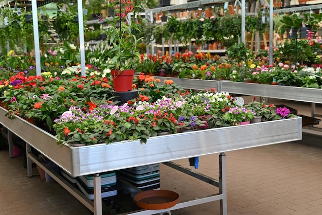 Shelving with plants and seedlings in a gardening store