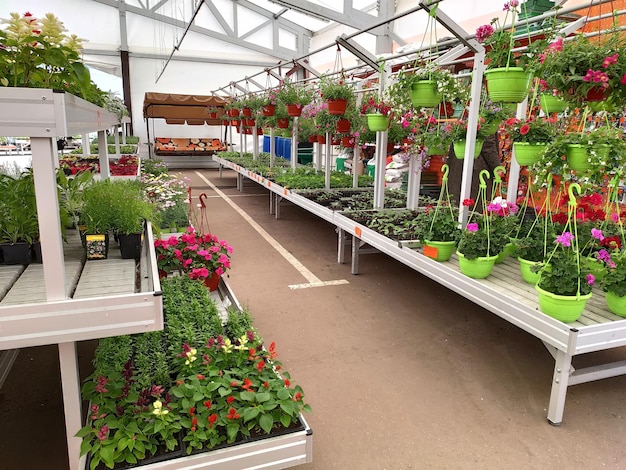 Shelving with plants and seedlings in a gardening store