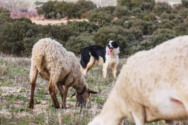 Shepherd dog is look out the flock