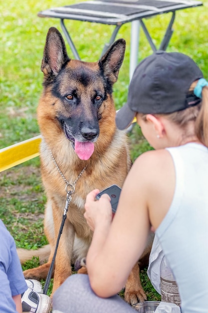 Shepherd dog near the girl with a smartphone