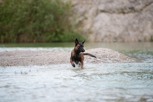 Shepherd dog running into the lake