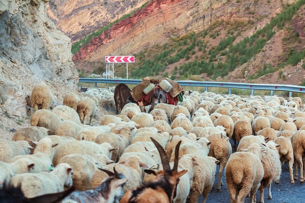 Shepherd drives a flock of sheep in the Caucasus Mountains