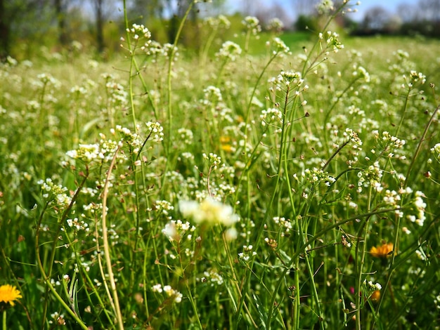 Shepherds purse plant in the meadow Capsella bursapastoris Meadow or field Lawn in the forest Blooming field grasses Blooming wild meadow or pasture Fresh green grass in spring White flowers