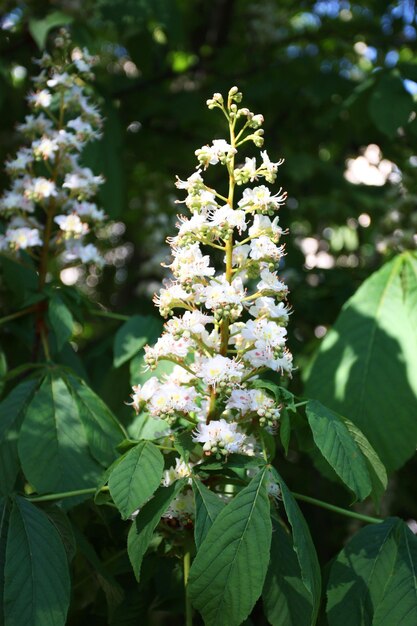 Shestnut flower