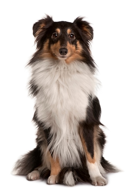 Shetland Sheepdog, 2 years old, sitting