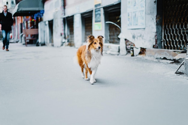 Shetland sheepdog in the city