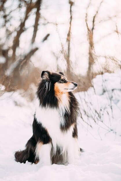 Photo shetland sheepdog curious sheltie collie dog sit at snow winter forest pet friendship concept playful pet outdoors