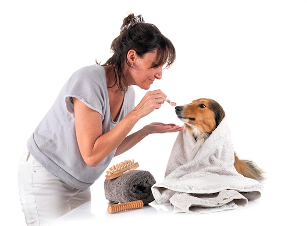 Photo shetland sheepdog and woman in studio