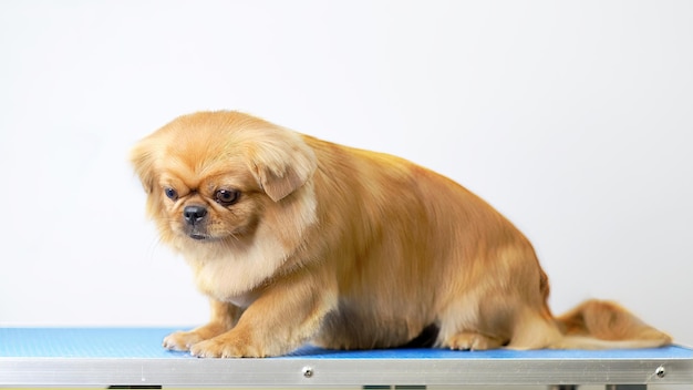 A Shi tzu or Shih Tzu dog on a grooming table in a dog beauty salon