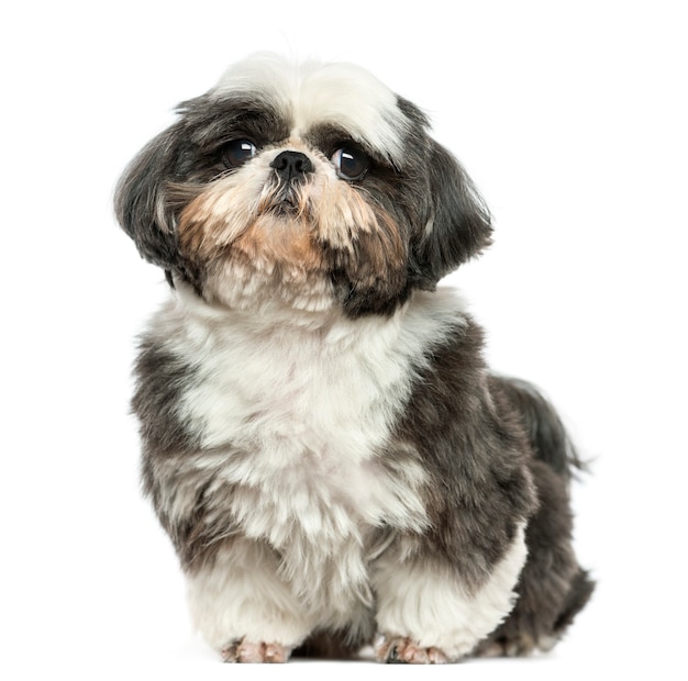 Shi tzu sitting looking at the camera isolated on white