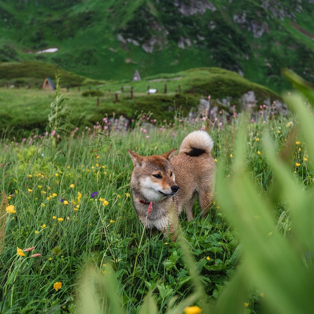 Shiba Inu dog among alpine meadows in high grass wet after rain. Mountain shelter Bzerpinsky Karniz