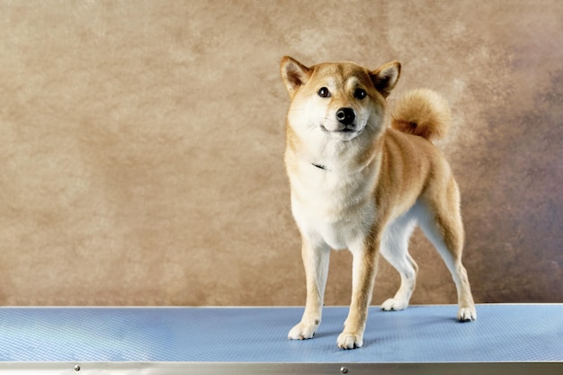 Shiba Inu dog closeup on vintage background on blue surface