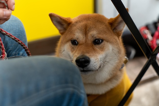 Shiba inu dog looking up at the camera shiba inu puppy on a leash looking up at camera