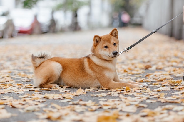 Shiba inu dog outdoor. Autumn Fall collections. Dog walking