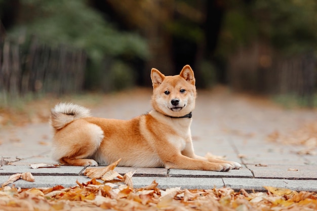 Shiba inu dog outdoor. Autumn Fall collections. Dog walking