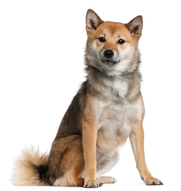 Shiba Inu dog portrait, with 1 year old