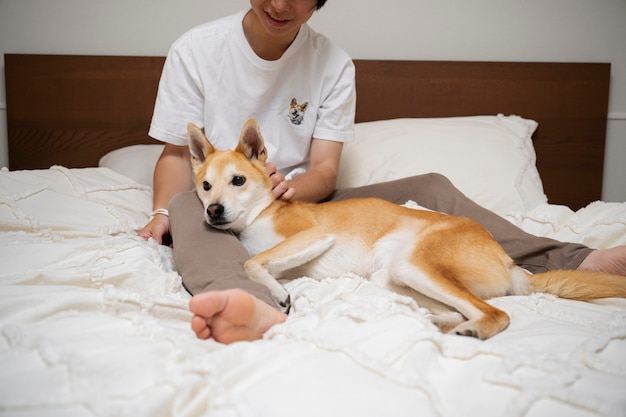 Shiba inu dog relaxing in bed