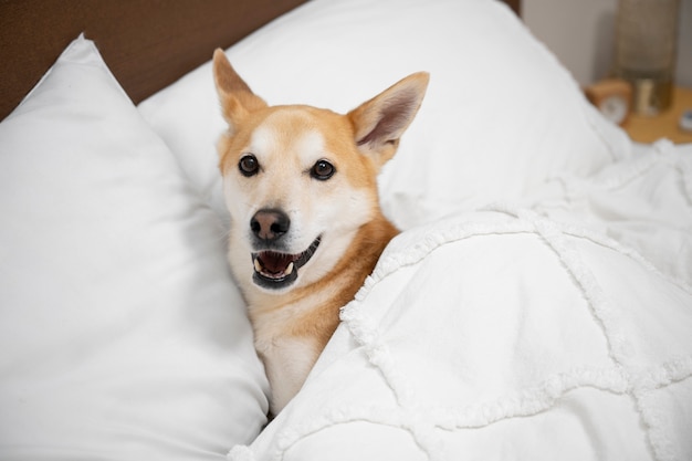 Shiba inu dog relaxing in bed