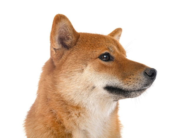 Shiba inu in studio