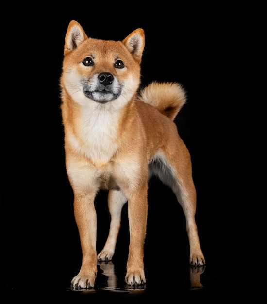 Shiba inu in studio