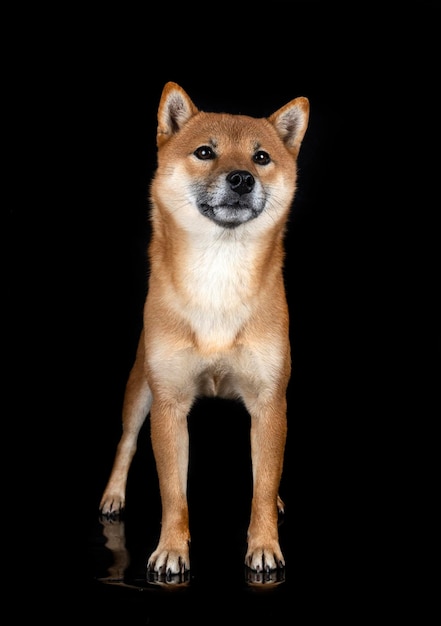 Shiba inu in studio