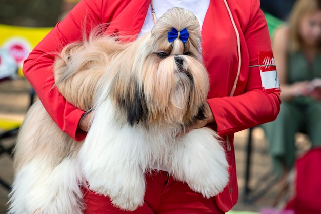 Shih Tzu in all its glory at the dog show