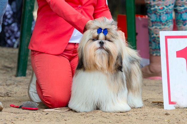 Shih Tzu in all its glory at the dog show