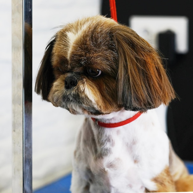 Shih Tzu dog after grooming closeup portrait