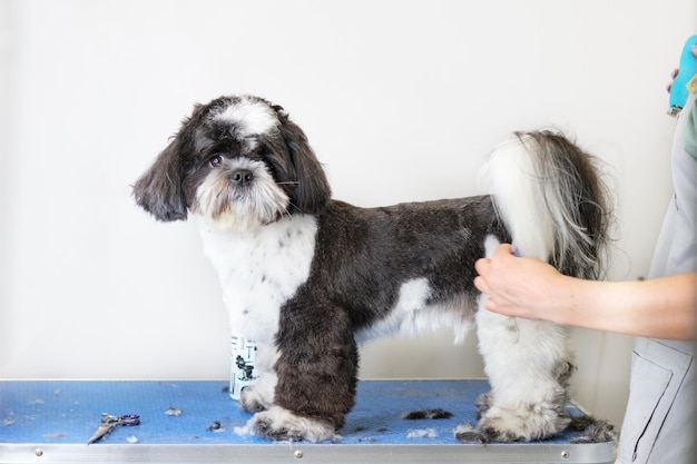 Shih Tzu dog at the groomer's table in the studio A woman's hand holds a dog in a rack