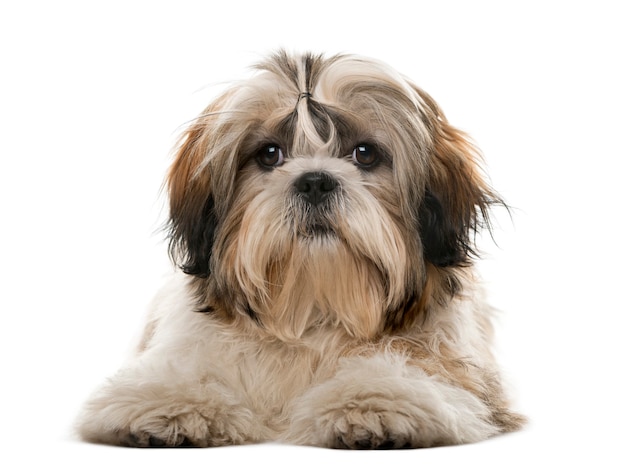 Shih Tzu in front of a white wall