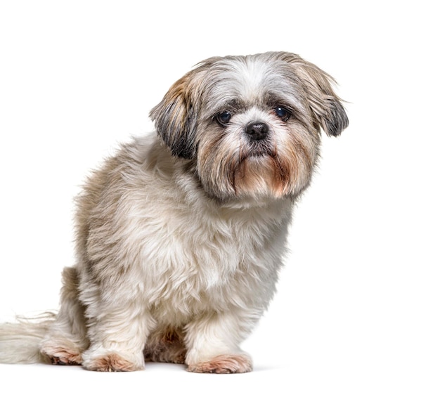 Shih Tzu looking at the camera sitting on white