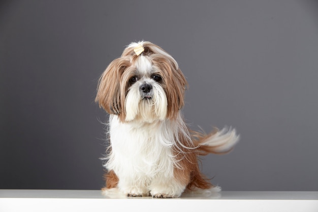 Shih Tzu puppy in a studio