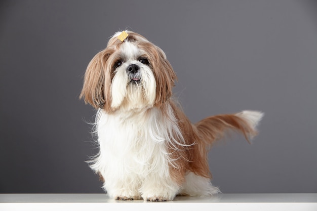 Shih Tzu purebred dog portrait