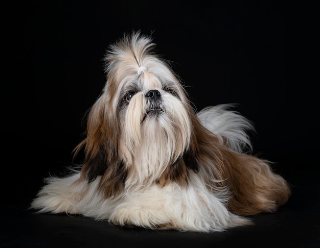 Shih tzu in studio