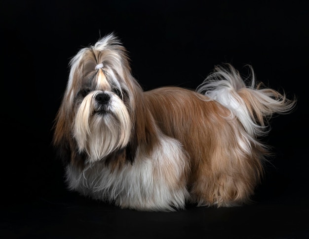 Shih tzu in studio