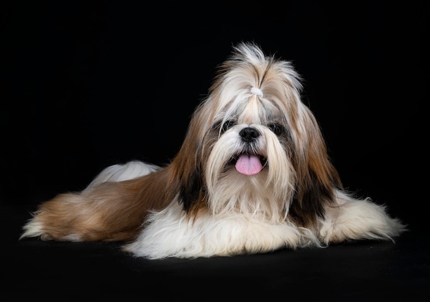 Shih tzu in studio