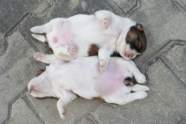 Shih Tzu, Two weeks old, Cute puppies are sleeping on the floor.