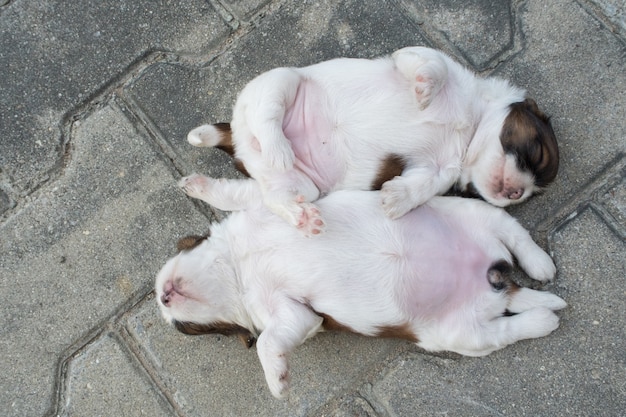 Shih Tzu, Two weeks old, Cute puppies are sleeping on the floor.