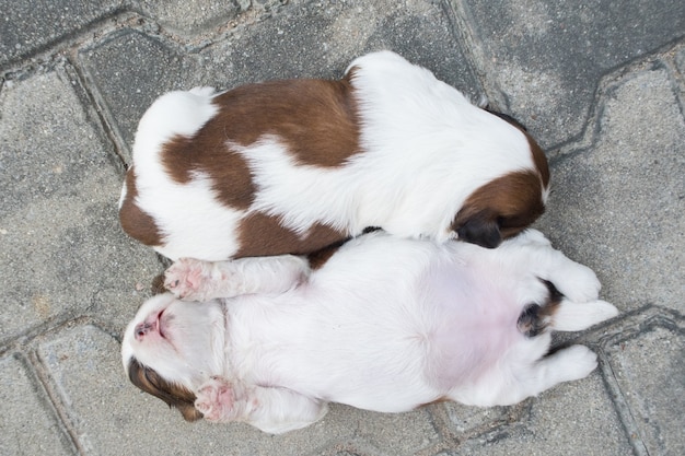 Shih Tzu, Two weeks old, Cute puppies are sleeping on the floor.