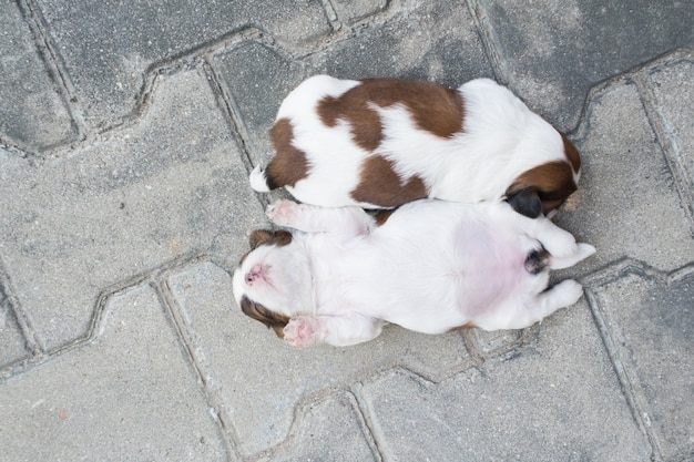 Shih Tzu, Two weeks old, Cute puppies are sleeping on the floor.