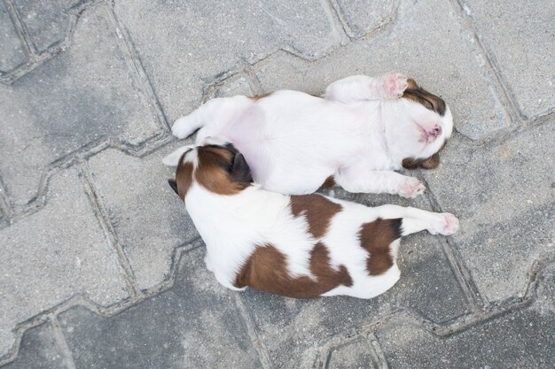 Shih Tzu, Two weeks old, Cute puppies are sleeping on the floor.